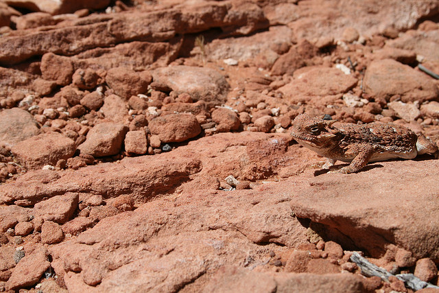 lizard